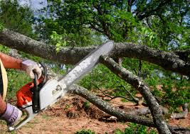 Best Tree Trimming and Pruning  in USA